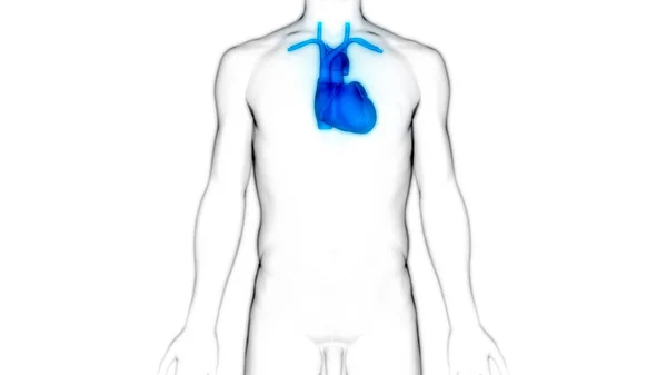 Nsan Dolaşım Sistemi Kalp Anatomisi Boyut — Stok fotoğraf