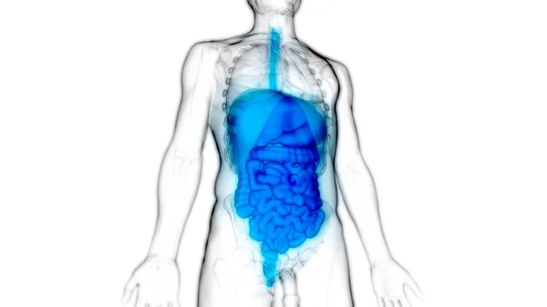 Sistema Digestivo Humano Anatomía Del Intestino Delgado Grueso Ilustración — Foto de Stock