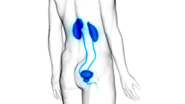 Human Urinary System Kidneys Bladder Anatomy — стокове фото