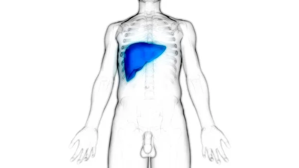 Human Internal Digestive Organ Liver Anatomy Inglés — Foto de Stock