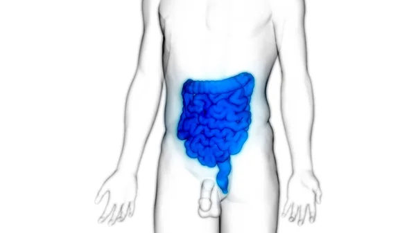 Ludzki Układ Pokarmowy Anatomia Jelit Dużych Małych Ilustracja — Zdjęcie stockowe