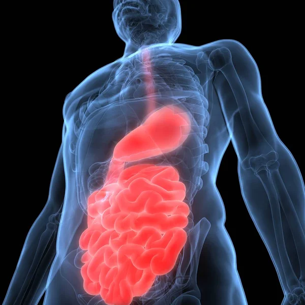 ヒト消化器系大小の腸内解剖学 イラスト — ストック写真