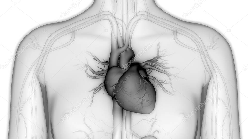 Human Circulatory System heart Anatomy. 3D