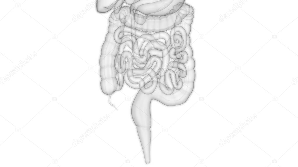 Human Digestive System Large and small Intestine Anatomy. 3D