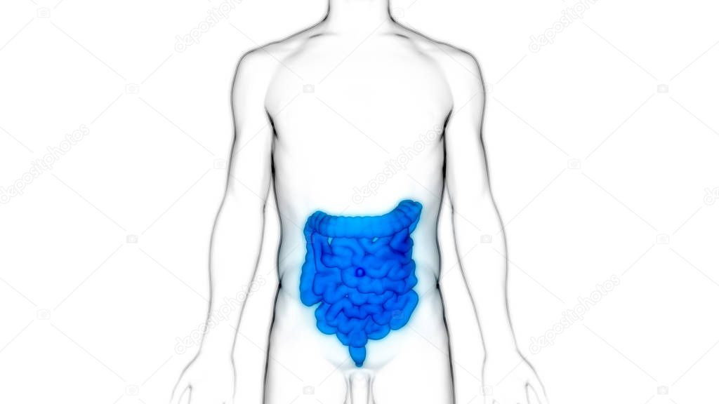 Human Digestive System Large and Small Intestine Anatomy. 3D - Illustration