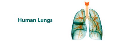 İnsan Solunum Sistemi Akciğerleri Anatomisi. Üç Boyut 