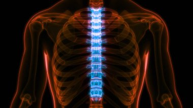 İnsan iskelet sistemi omurgası bel omuru omuru anatomisi. 3D - Görüntü
