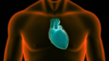 İnsan Dolaşım Sistemi Kalp Anatomisi. Üç Boyut