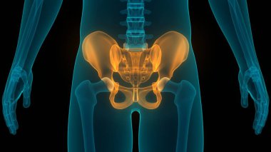 İnsan iskelet sistemi kalça anatomisi. 3D - Görüntü