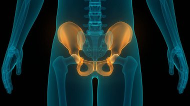 İnsan iskelet sistemi kalça anatomisi. 3D - Görüntü