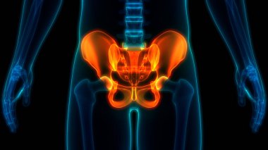 İnsan iskelet sistemi kalça anatomisi. 3D - Görüntü
