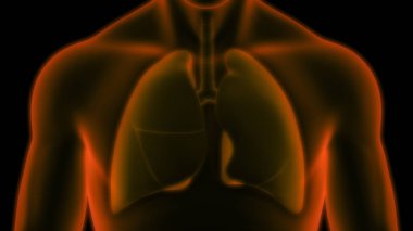 İnsan Solunum Sistemi Akciğerleri Anatomisi. Üç Boyut 