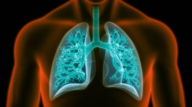 İnsan Solunum Sistemi Akciğerleri Anatomisi. Üç Boyut 