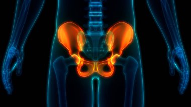 İnsan iskelet sistemi kalça anatomisi. 3D - Görüntü