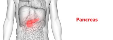İnsan İç Sindirim Organı Pankreası Anatomisi. 3D - Görüntü