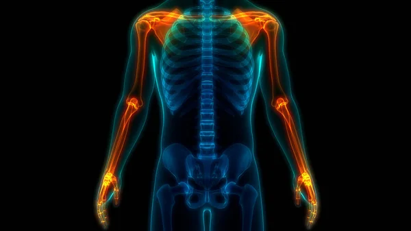 人体関節痛 Human Body Joint Pains — ストック写真