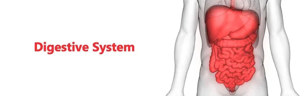 Lidský Trávicí Systém Anatomie Tlustého Malého Střeva — Stock fotografie