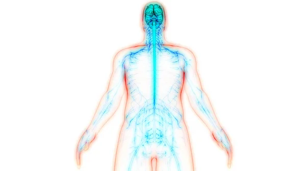 해부학 Brain Anatomy 신경계의 일종이다 — 스톡 사진