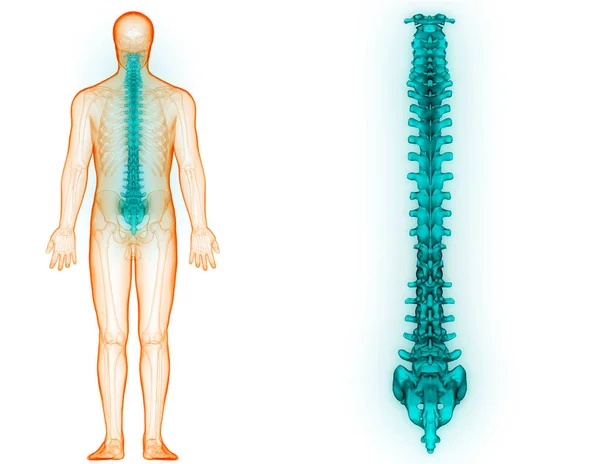 Colonna Vertebrale Dell Anatomia Del Sistema Scheletrico Umano — Foto Stock