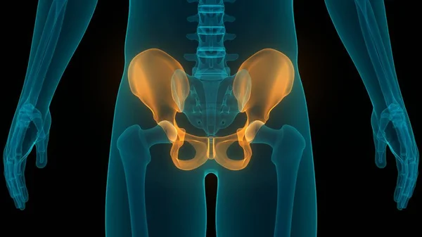 Menselijke Skelet Systeem Hip Anatomie Illustratie — Stockfoto