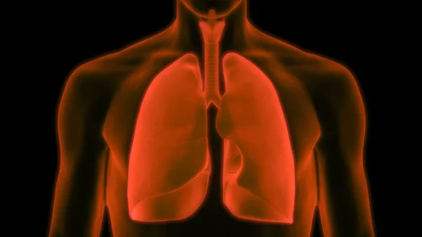 Anatomia Polmonare Del Sistema Respiratorio Umano — Foto Stock