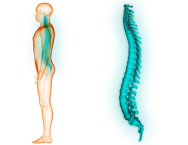 Colonna Vertebrale Dell Anatomia Del Sistema Scheletrico Umano — Foto Stock