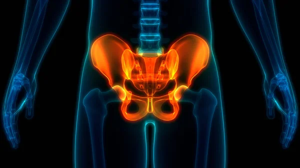 Human Skeleton System Hip Anatomy Illustration — Stock Photo, Image