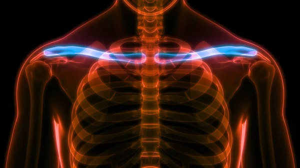 Sistema Esquelético Humano Clavícula Articulaciones Anatomía —  Fotos de Stock