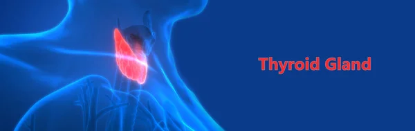 Human Body Glands Thyroid Gland Anatomy. 3D - Illustration