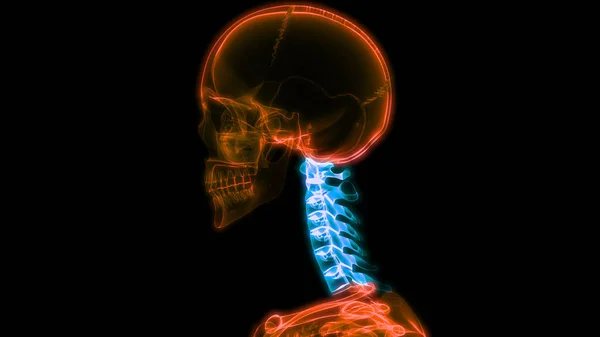 Spinal cord Anatomy (Cervical vertebrae). 3D - Illustration