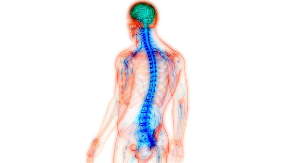 Órgano Central Del Sistema Nervioso Humano Anatomía Cerebral — Foto de Stock