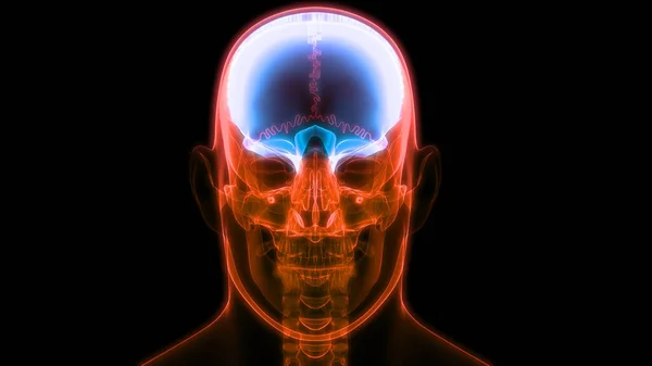 Ilustracja Anatomii Ludzkiego Mózgu — Zdjęcie stockowe