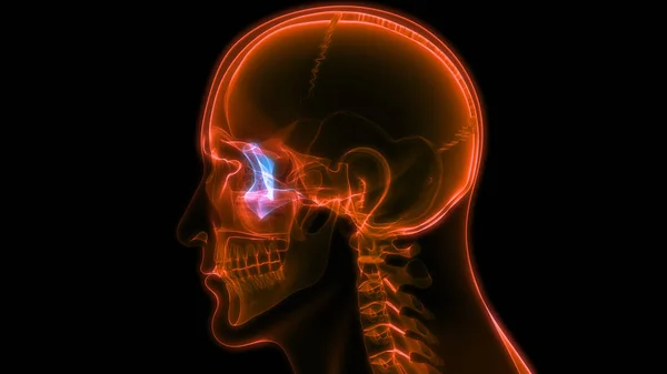 Ilustração Anatomia Cerebral Humana — Fotografia de Stock