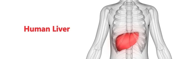 Ludzki Wewnętrzny Organ Trawienny Anatomia Wątroby — Zdjęcie stockowe