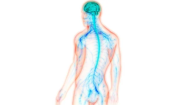 Organo Centrale Del Sistema Nervoso Umano Anatomia Cerebrale — Foto Stock