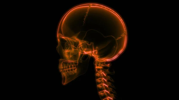 Ilustração Anatomia Cerebral Humana — Fotografia de Stock