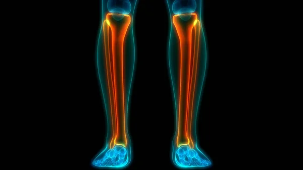 시스템 Human Skeleton System Legs Bones Joints Anatomy 다음을 가리킨다 — 스톡 사진