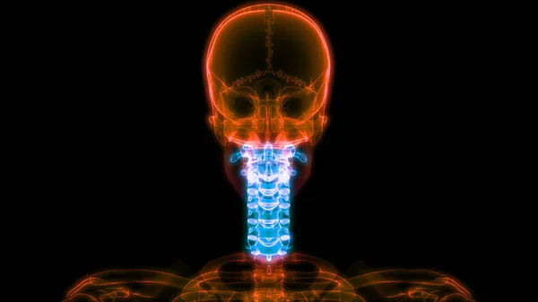 脊髓解剖 — 图库照片