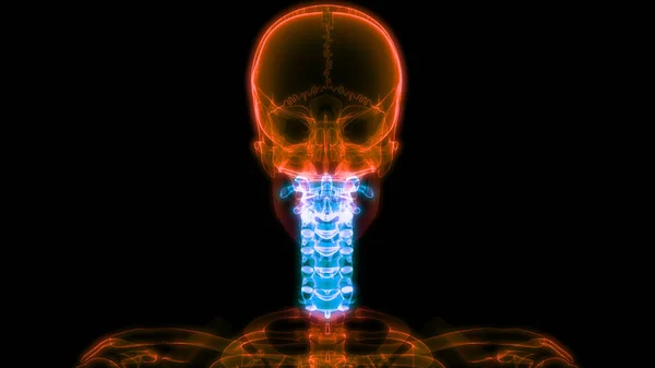 Omurilik Anatomisi Servikal Omurga Görüntü — Stok fotoğraf