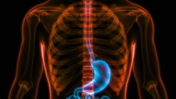 Human Digestive System Stomach Anatomy Illustration — Stock Photo, Image