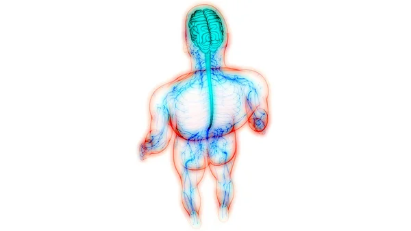 해부학 Brain Anatomy 신경계의 일종이다 — 스톡 사진