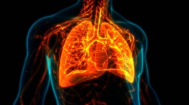 İnsan Solunum Sistemi Akciğerleri Anatomisi. Üç Boyut