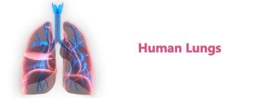 İnsan Solunum Sistemi Akciğerleri Anatomisi. Üç Boyut