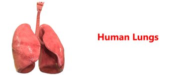 İnsan Solunum Sistemi Akciğerleri Anatomisi. Üç Boyut