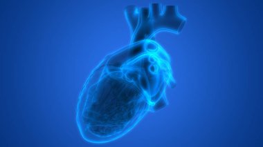 İnsan Dolaşım Sistemi Kalp Anatomisi. Üç Boyut