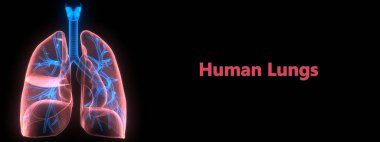 İnsan Solunum Sistemi Akciğerleri Anatomisi. Üç Boyut