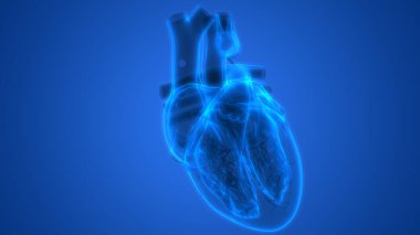 İnsan Dolaşım Sistemi Kalp Anatomisi. Üç Boyut