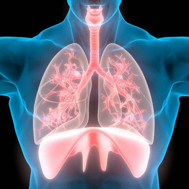 İnsan Solunum Sistemi Akciğerleri Anatomisi. Üç Boyut