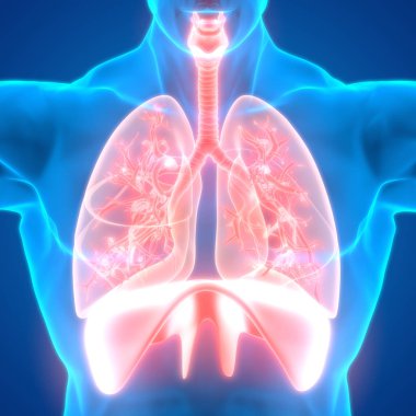 İnsan Solunum Sistemi Akciğerleri Anatomisi. Üç Boyut