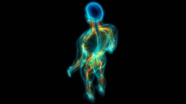 İnsan Sinir Sistemi Beyin Anatomisi Merkezi Organı. Üç Boyut